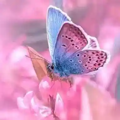 蝴蝶头像 - 搜狗图片搜索