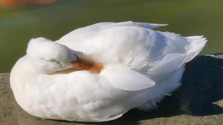 一只正在睡觉的鹅