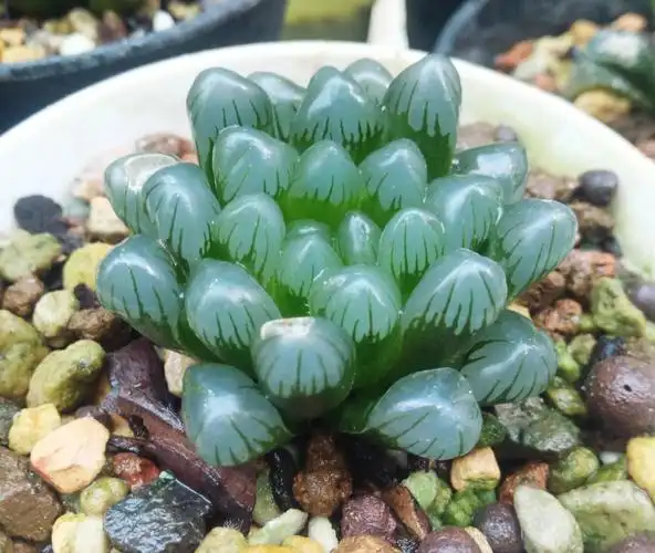 养玉露,学会这3点,养成"绿宝石",越长越剔透|绿宝石|玉露|多肉植物