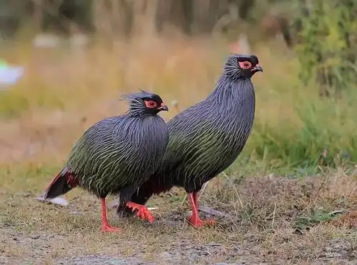 盘点中国濒危灭绝的鸟类你认识的有几类