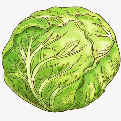 新鲜卷心菜矢量插画