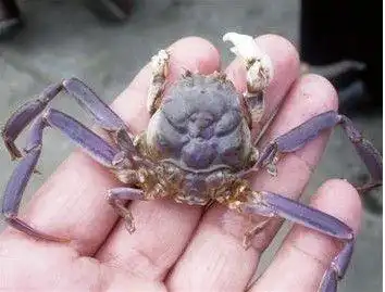 关公蟹_水产品_食品百科