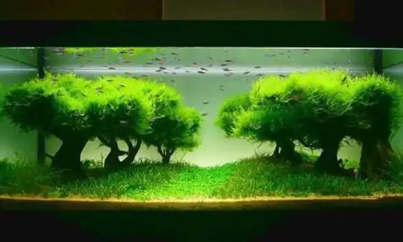 水草造景