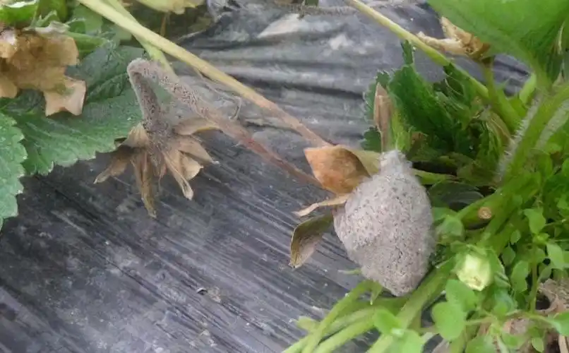 草莓灰霉病危害果实搞清楚发病特点及早管控才有效