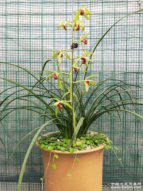 夕颜!-蕙兰篇-中国兰花交易网社区