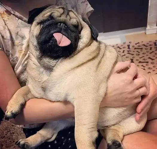 "巴哥犬"的7大优缺点,看完你还会养吗?