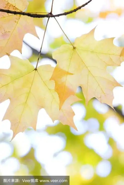 秋枫树叶-十七
