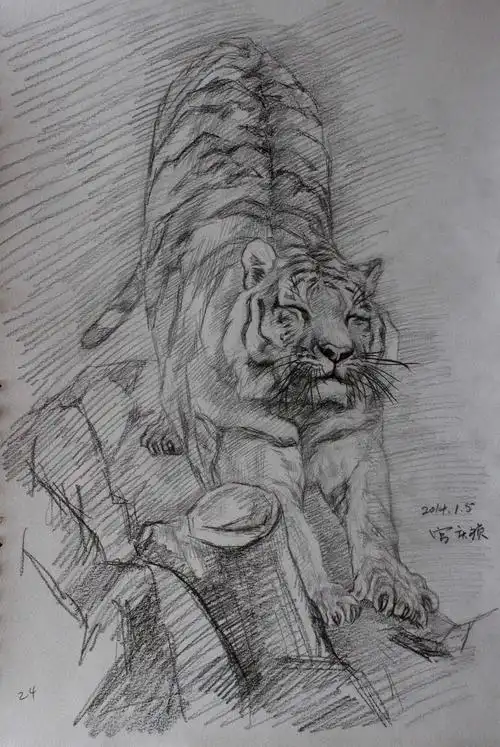 宫庆祯画老虎伸懒腰