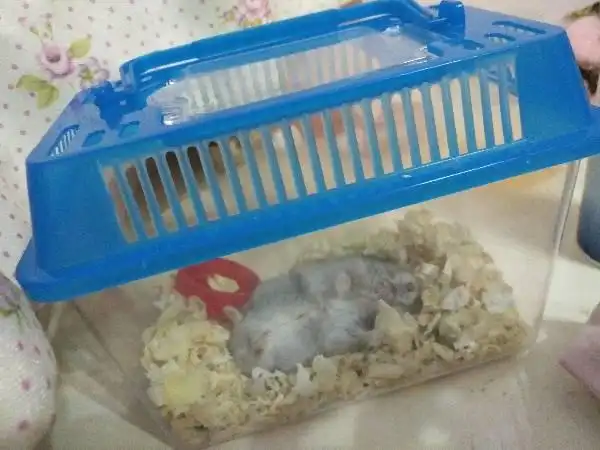 我的仓鼠为什么死了