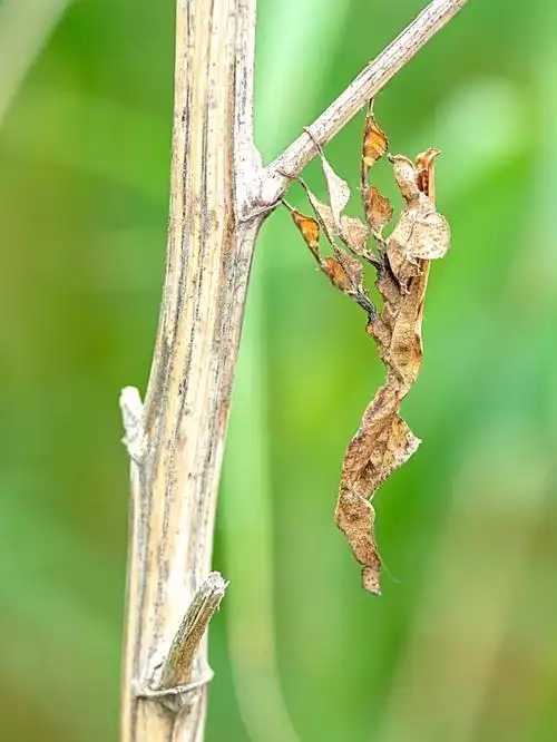 幽灵螳螂