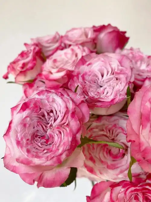 粉色经典多头玫瑰