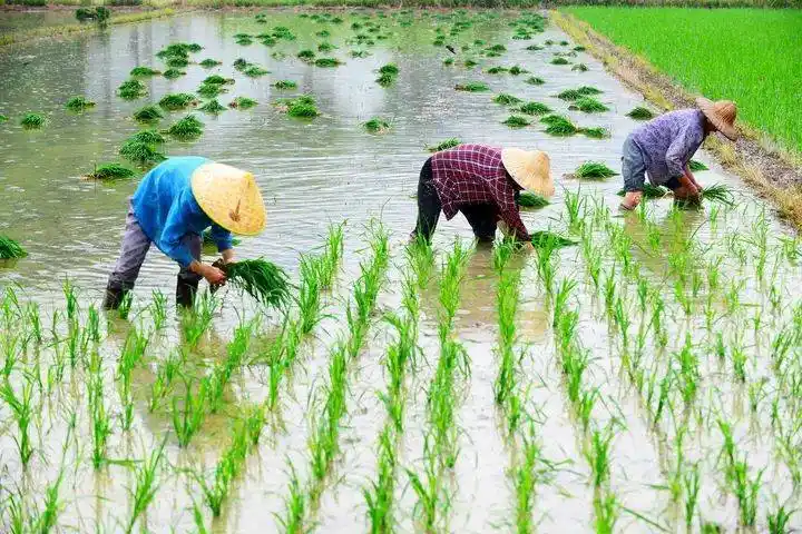 2020亲子营田间插秧忙永联小镇插秧龙虾萌宠乐园村里生活很有趣