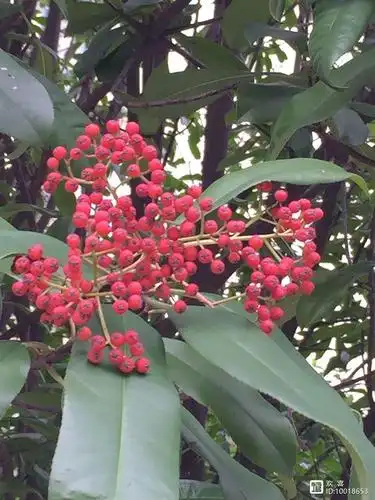 (原创)冬天的石楠果