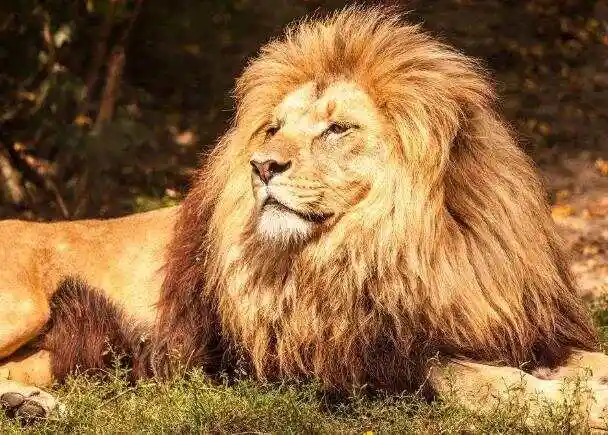 世界上速度最快的陆地动物6种猎豹上榜时速达120公里