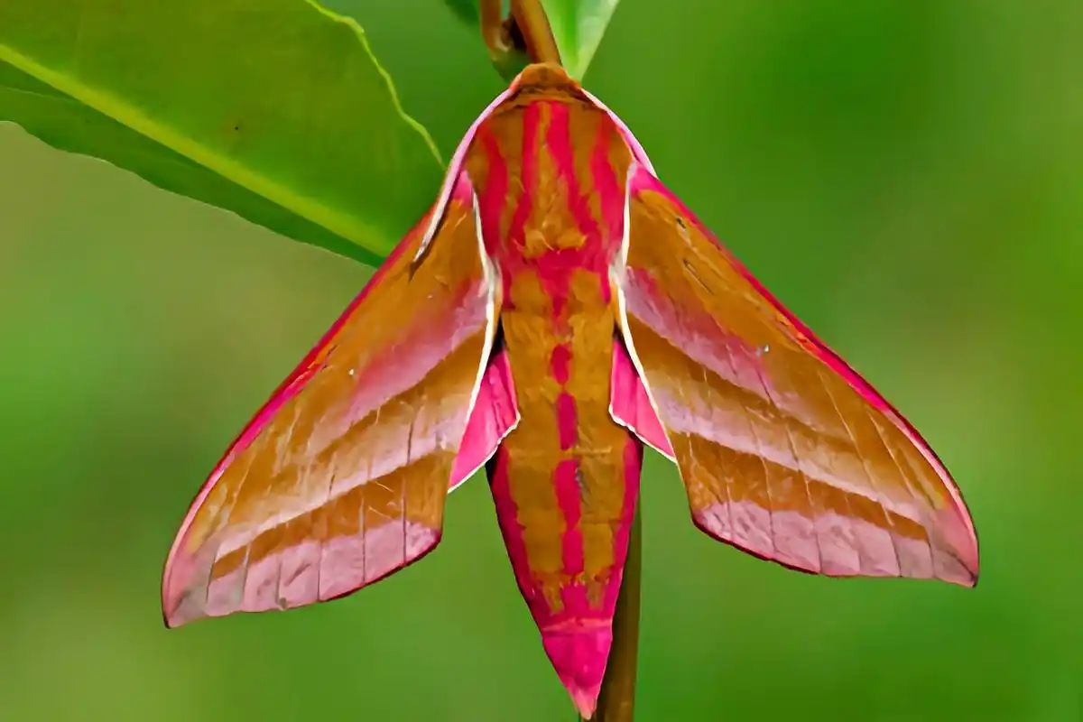 成蛾 翅展7-8厘米,身体里纺缍形,体,翅以红色为主,有红绿色闪光.