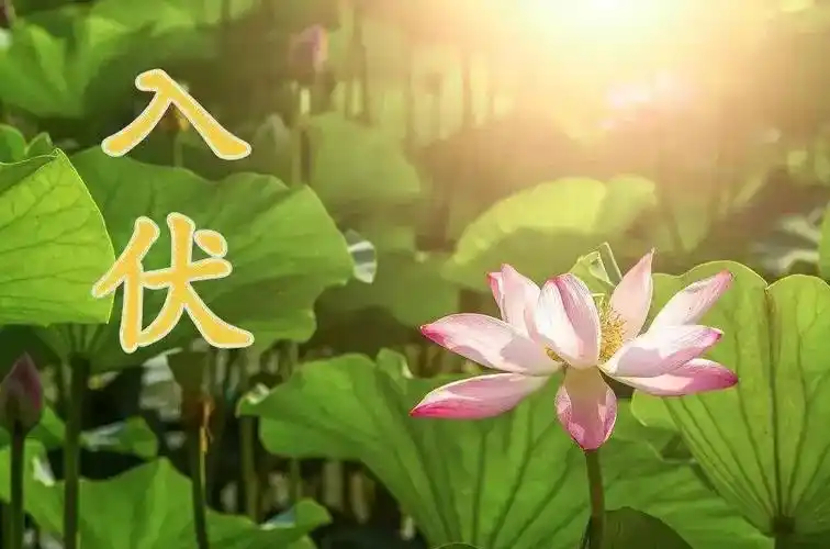 入伏2022时间表从哪一天开始算起 2022年三伏天热不热_唯热网