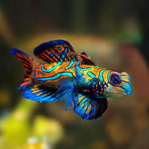 青蛙海水五彩圆点金翅火麒麟珊瑚活体除虫热带鱼鱼