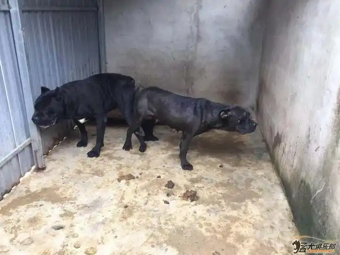 卡斯罗成年母两只!