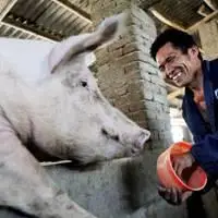 给猪喂食搞笑表情包【点击鼠标右键下载】