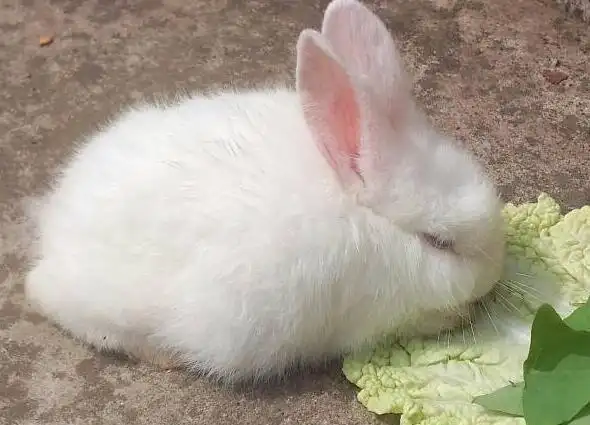 你知道兔子喜欢吃什么食物呢,是萝卜白菜吗?