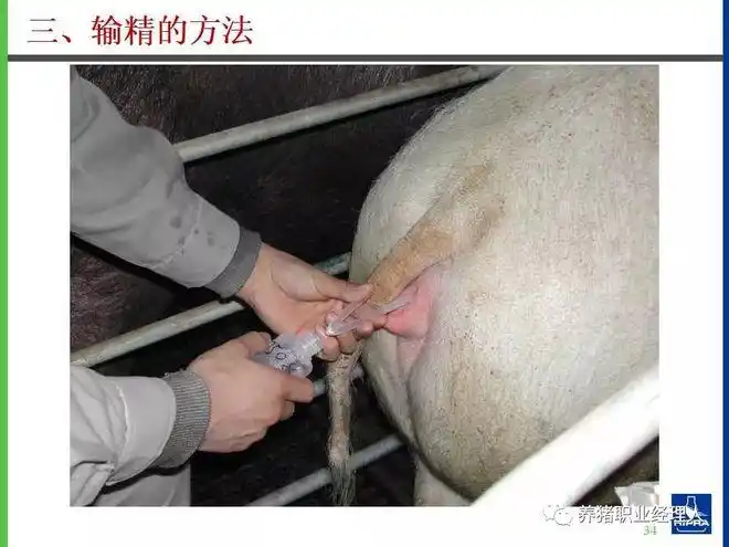 技术控|猪的人工授精(ai)详图