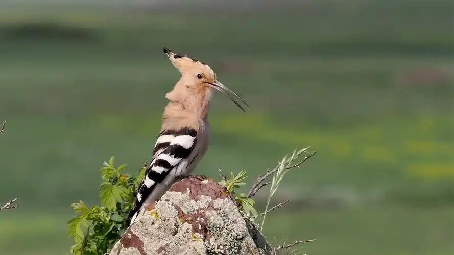 戴胜鸟的叫声你听过吗?很多少人把它当成了啄木鸟-动物视频-搜狐视频