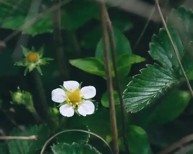 野生白草莓花