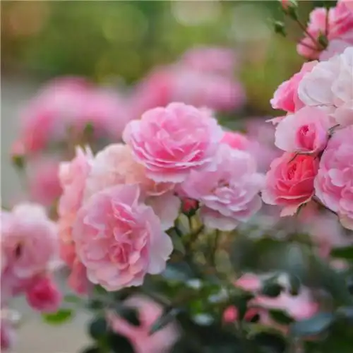 美丽鲜花头像图片大全 高清好看的唯美意境花朵微信头像_植物头像