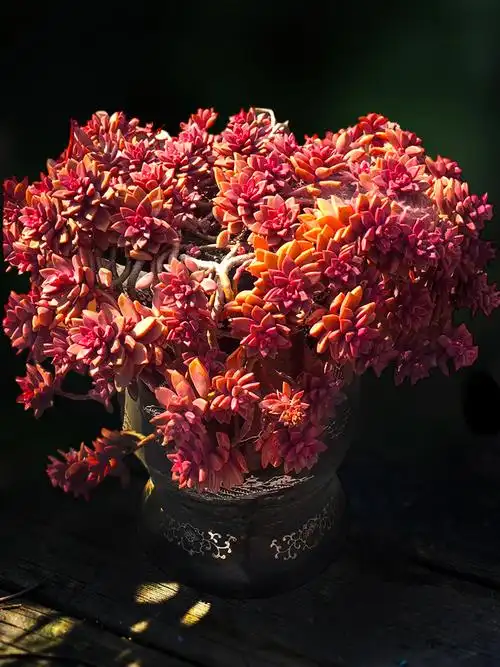 姬胧月向阳派多肉园艺好养好度夏顽强多肉植物老桩悬崖包邮