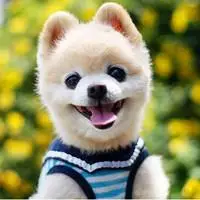 萌呆萌呆的萌宠qq个性搞笑动物头像图片小狗狗小猫咪我是小主人