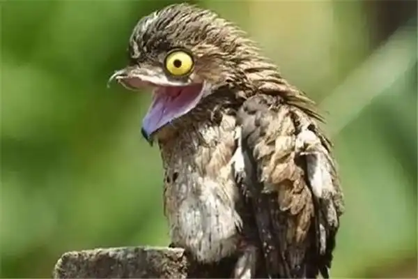 十大最恐怖的鸟这些鸟叫声让人相当害怕恐惧