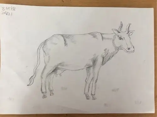 润德吴老师周天素描(牛)