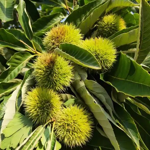 当年嫁接毛板红板栗树苗大红袍板栗树苗新报价