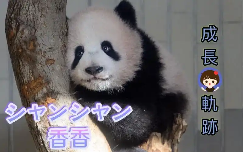 【大熊猫】香香シャンシャン18日限定公开,回顾出生半年成长记录