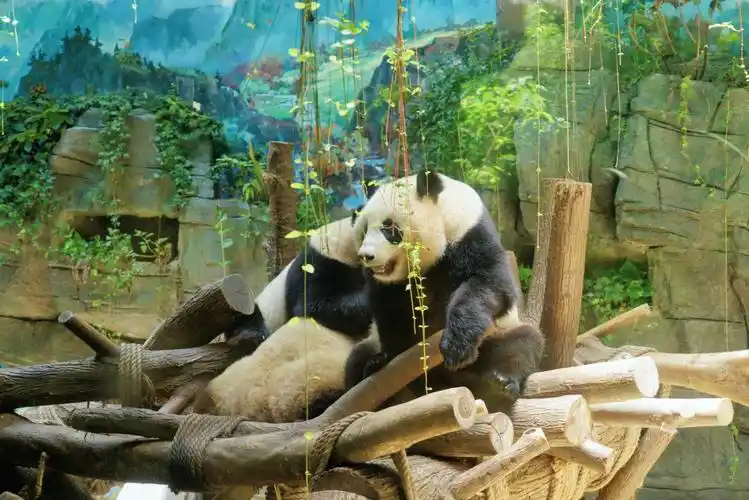 成都避暑游就来都江堰看熊猫打卡港风街区来一趟清凉之旅