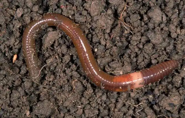 选首先蚯蚓的大小选择是一个技巧,许多人以为红色的小蚯蚓对大鱼的