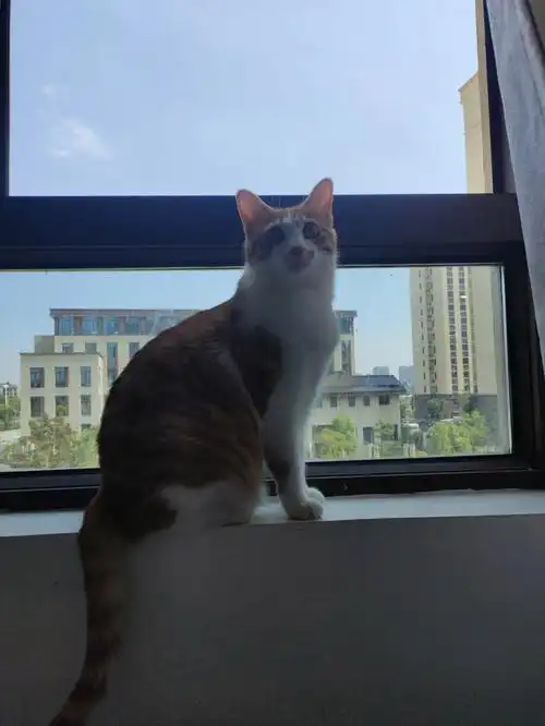 逆光猫猫与傍晚的天空