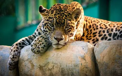 野生猫科动物美洲虎休息 壁纸 - 2560x1600