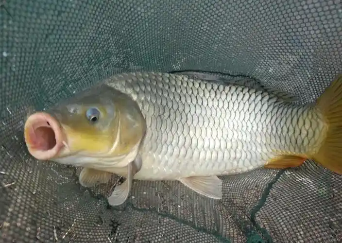 野钓大鲤有窍门!钓鱼高手:处暑过后摸透这几点,大鱼排队上钩!