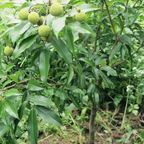 桂味荔枝苗 广西正品嫁接荔枝苗 带泥球带叶子发货 成活率高