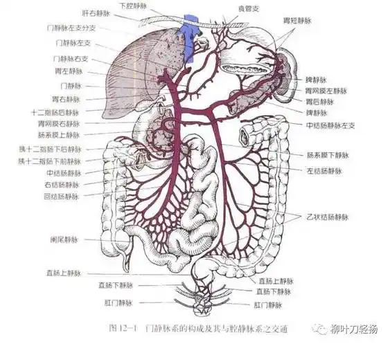 肝硬化门脉高压食管胃静脉曲张内镜治疗一血管解剖