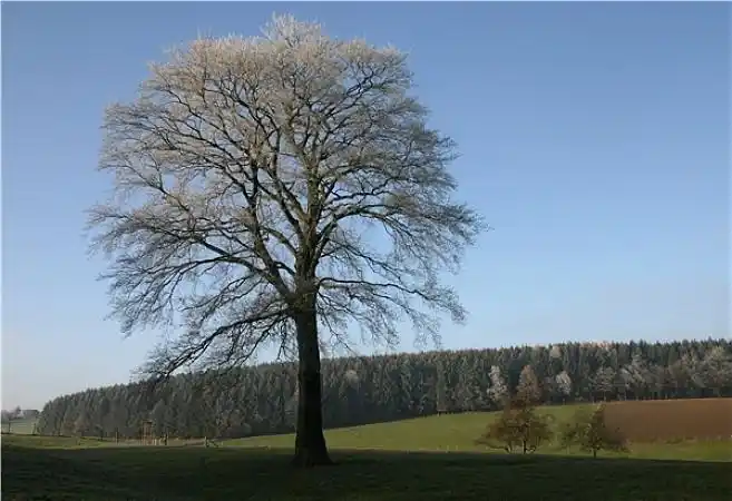树的图片_图片大全