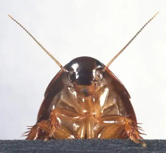 无人,横图,室内,特写,白天,白色背景,正面,蟑螂,阴影,反射,细菌,昆虫