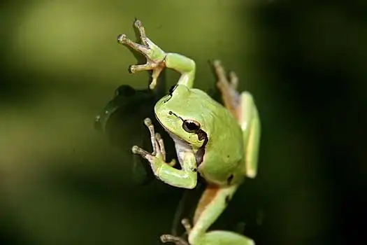 两栖动物图片_两栖动物图片大全_两栖动物图片素材