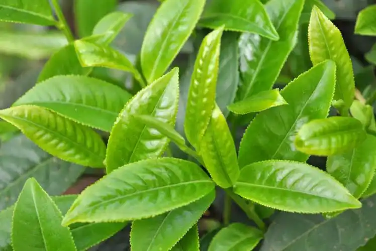 新鲜的嫩绿色茶叶