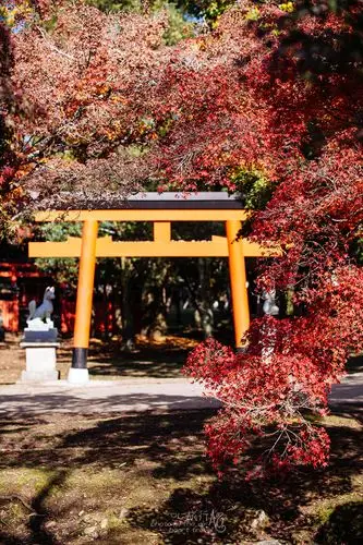 奈良公园占据了奈良的很大一部分,东大寺,春日大社,国立博物馆等奈良