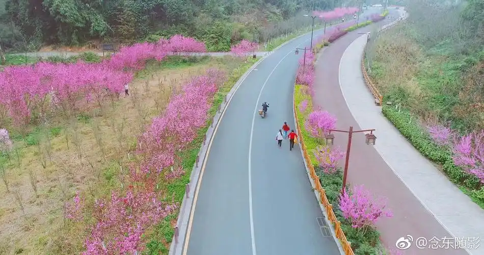 四川乐山绿心路如此高颜值,简直美哭