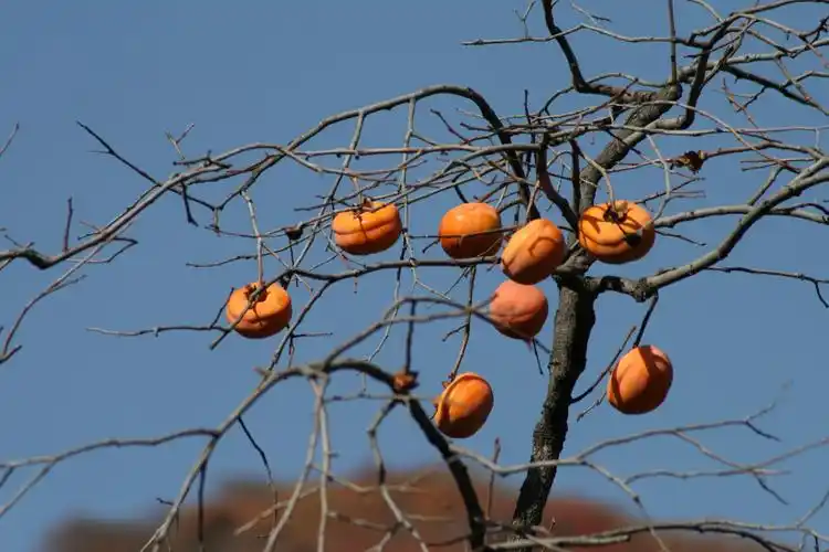 住宅有柿子树风水好吗 风水怎么化解 - 卜算子算命网