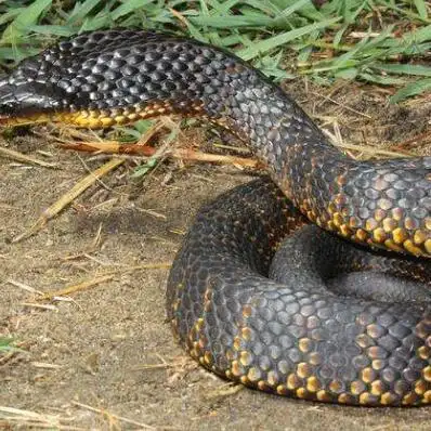 世界最毒的蛇是什么蛇 世界十大最毒的蛇排名-方日排行