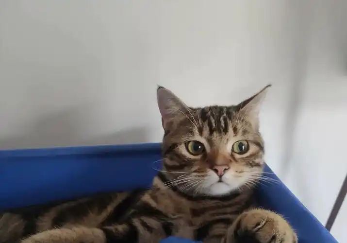 觉悟领养,美短棕虎斑妹妹,甜美温顺,找新家